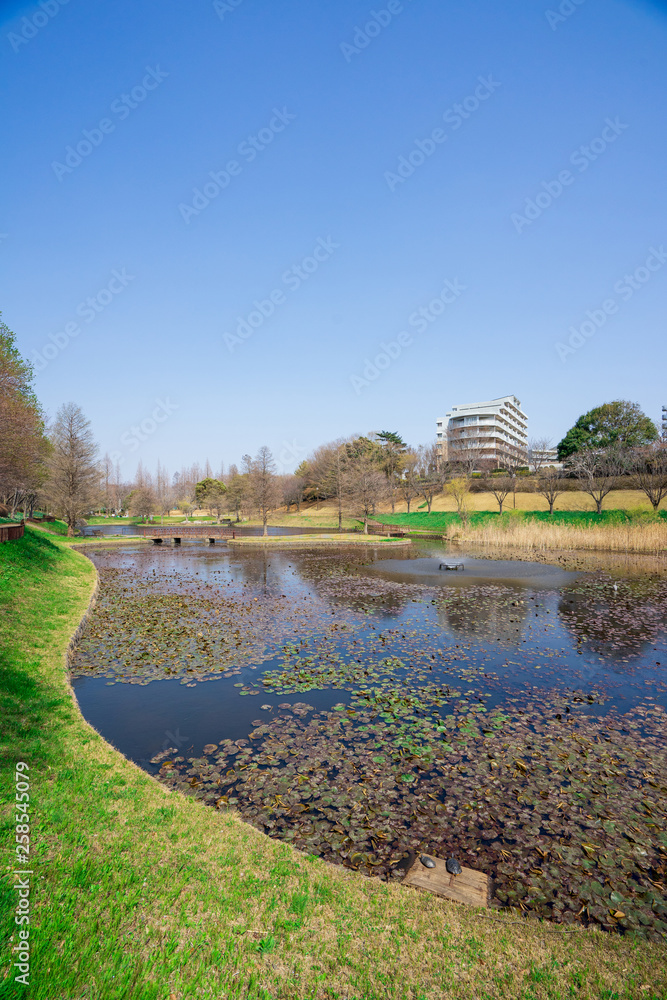Fototapeta premium 午後の公園