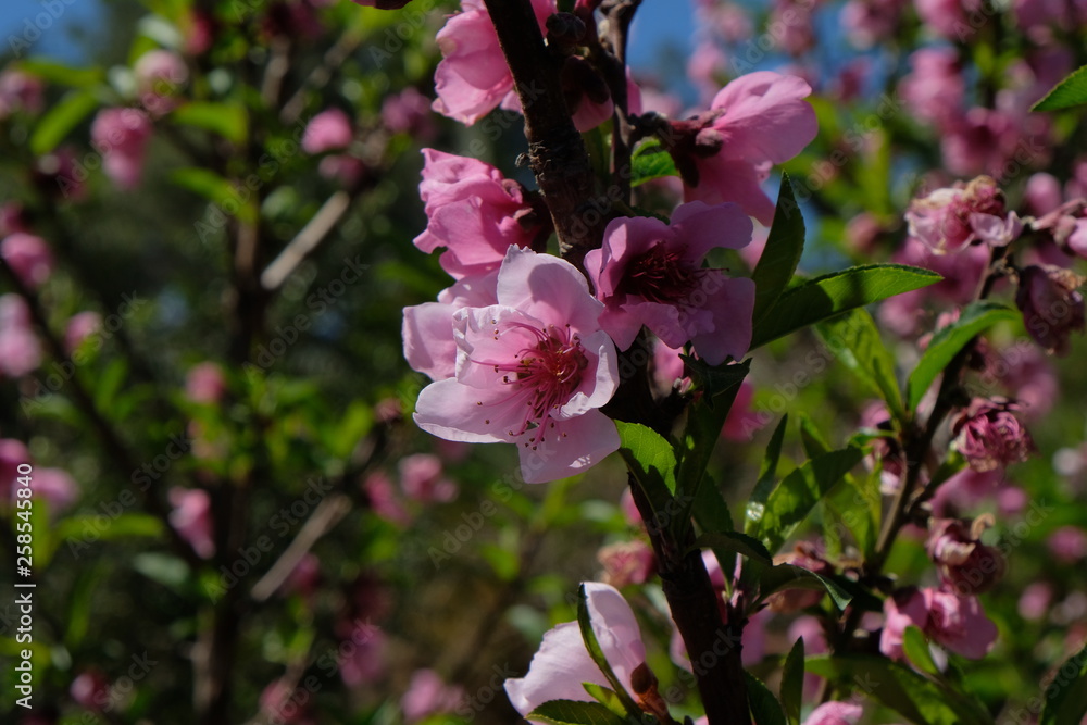 Naklejka premium pink flowers in the garden