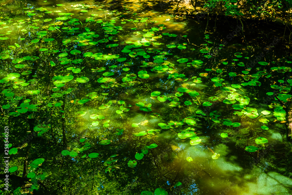 Obraz premium Water lily pads on a surface of the lake in forest