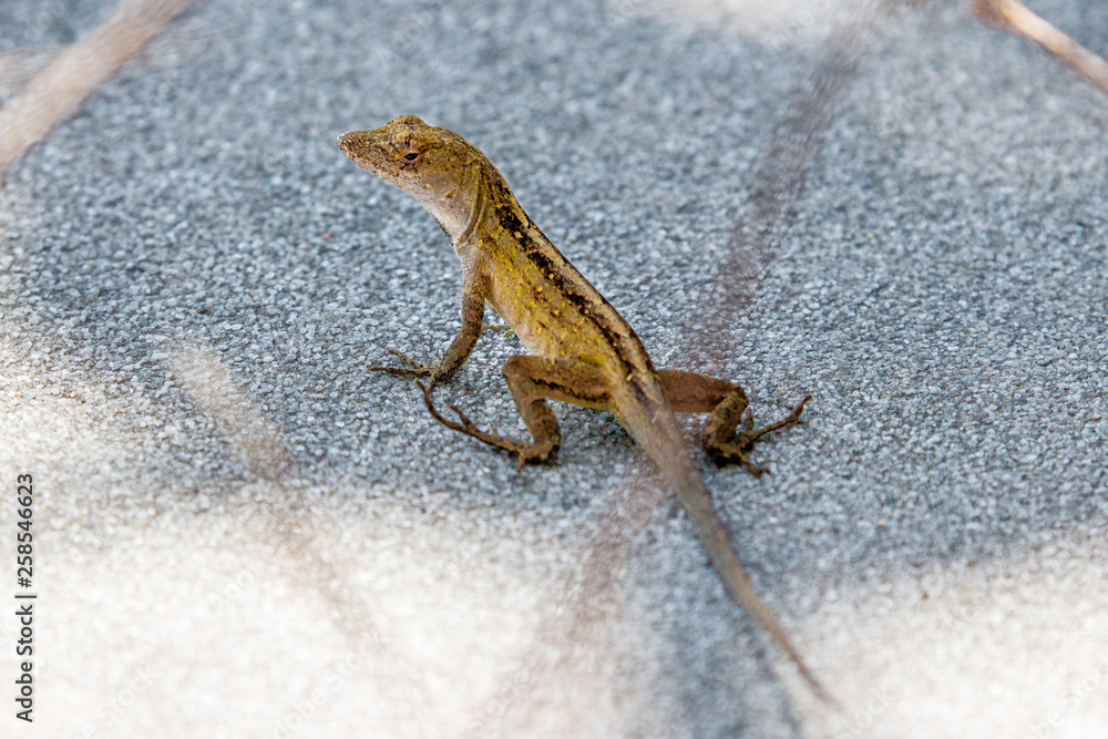 Eidechse beim SOnnenbad