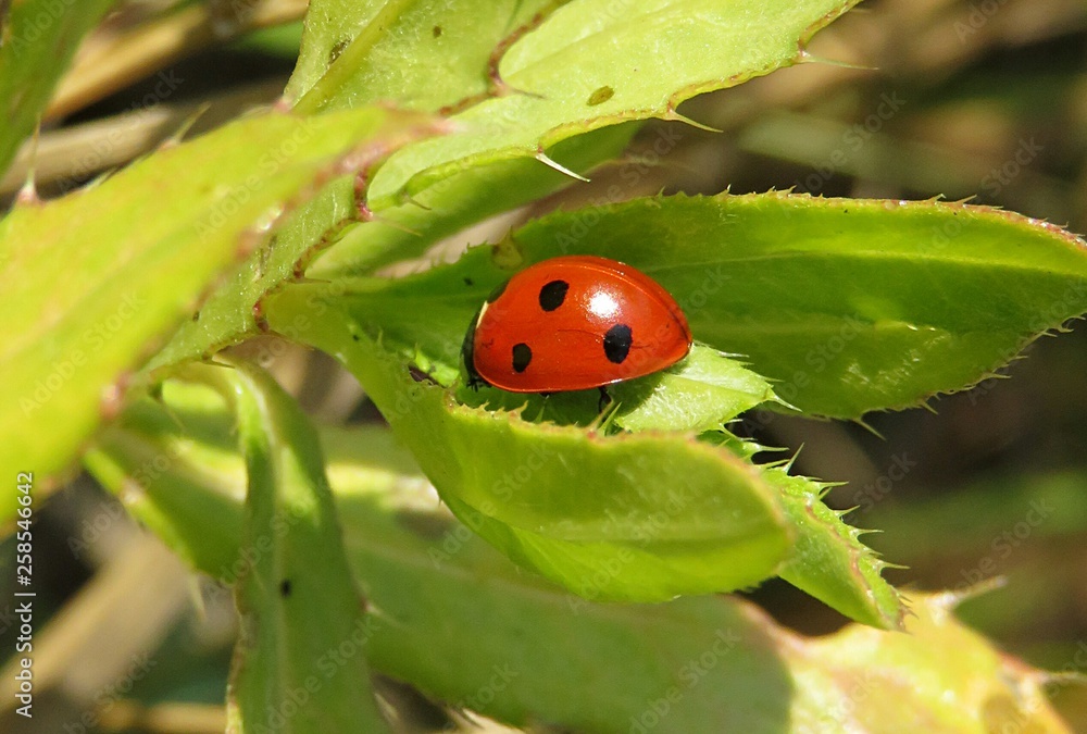Fototapeta premium Ladybug on green plant in the garden, closeup