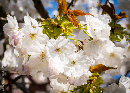 A white flowering cherry tree (Prunus 