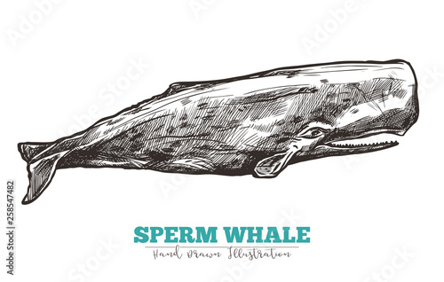 Hand drawn vector sperm whale. Sketch engraving illustration