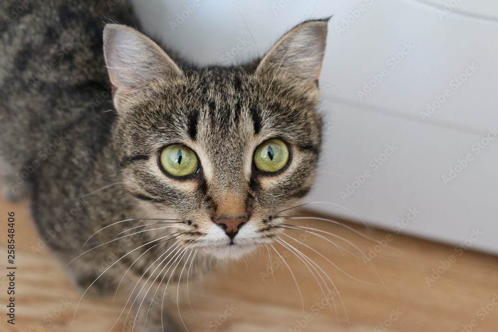 Fototapeta premium Cat