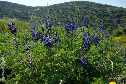 Lupins in the mountains