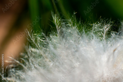 feather on the grass