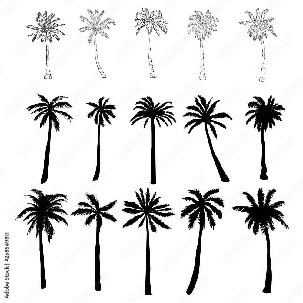 Set of vector silhouettes of palm trees of different shapes isolated on white background for your design