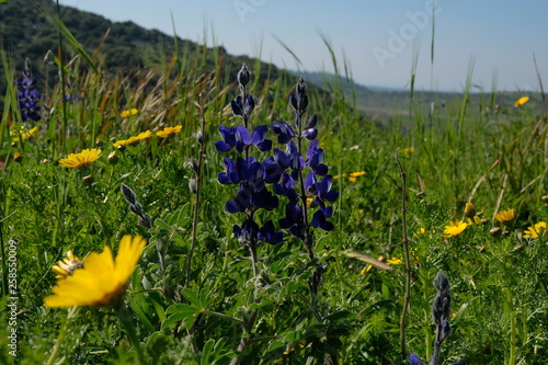 yellow flowers on background of blue sky