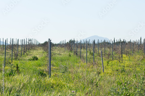 Fototapeta Naklejka Na Ścianę i Meble -  valley of vineyard