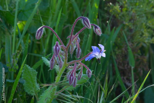 wild flower in the field