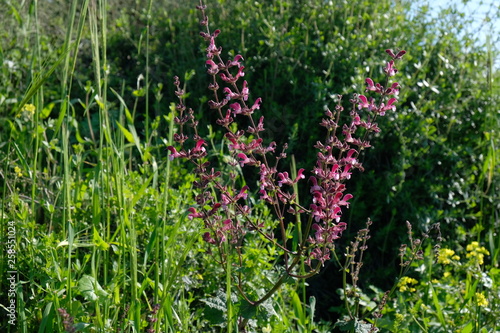 flowers in the garden