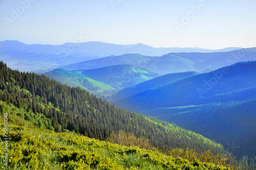 forest on the top of the mountain