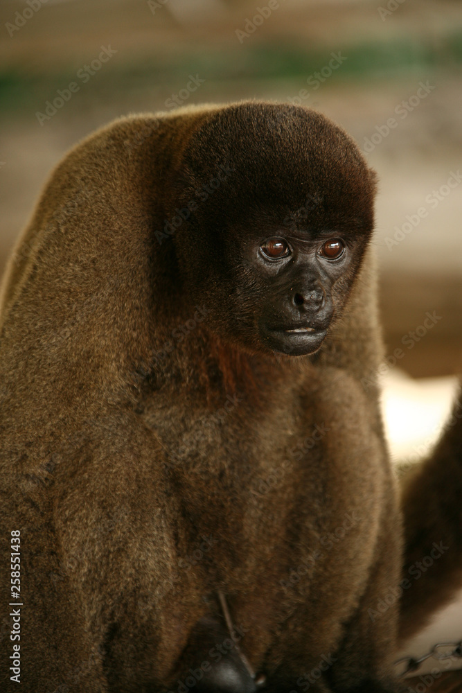 Obraz premium Talking brown monkey