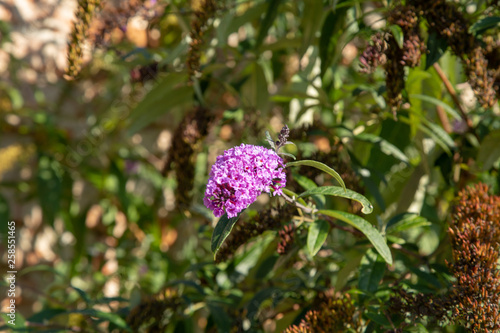 Flowers and fruits of the castle garden Milotice photo