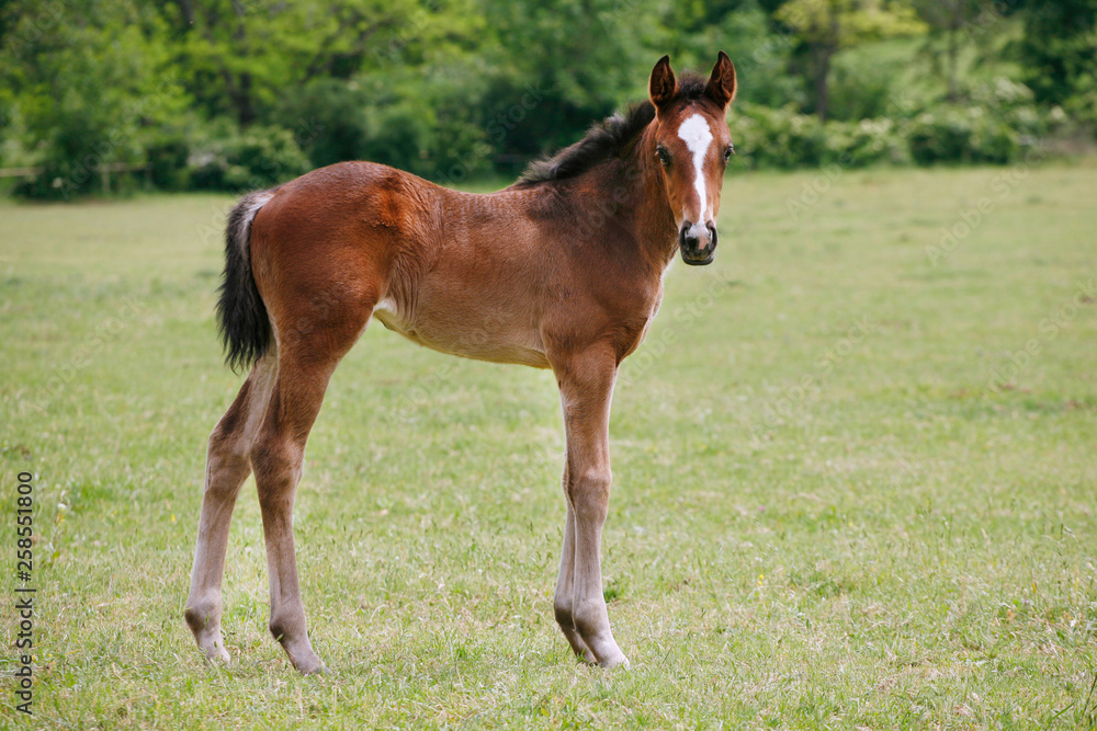 A few month old foal grazing on a green summer meadow