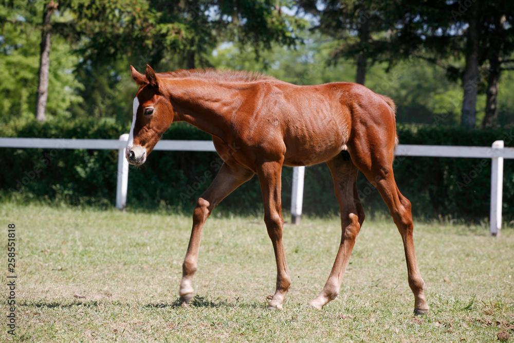 Young colt having fun in spring green field Young colt having fun in spring green field