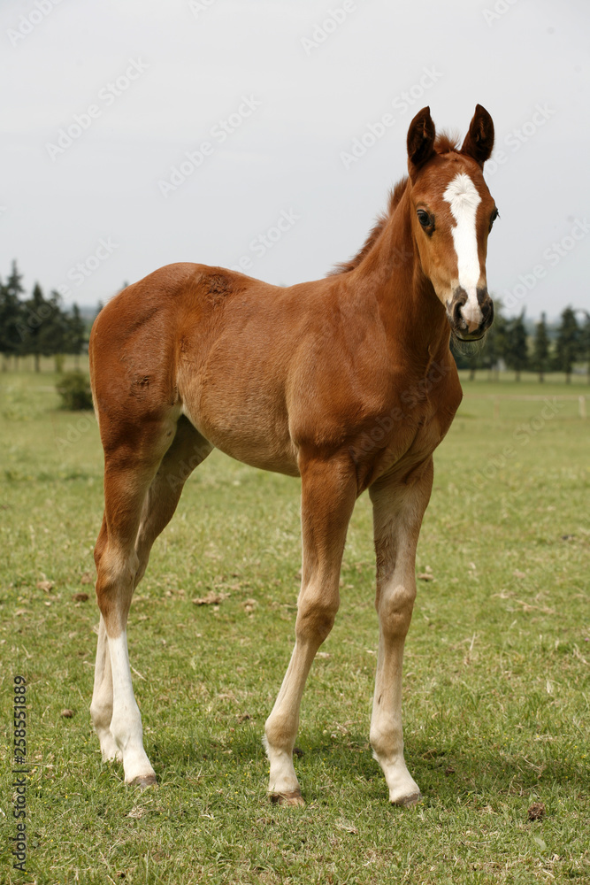 Young colt having fun in spring green field Young colt having fun in spring green field