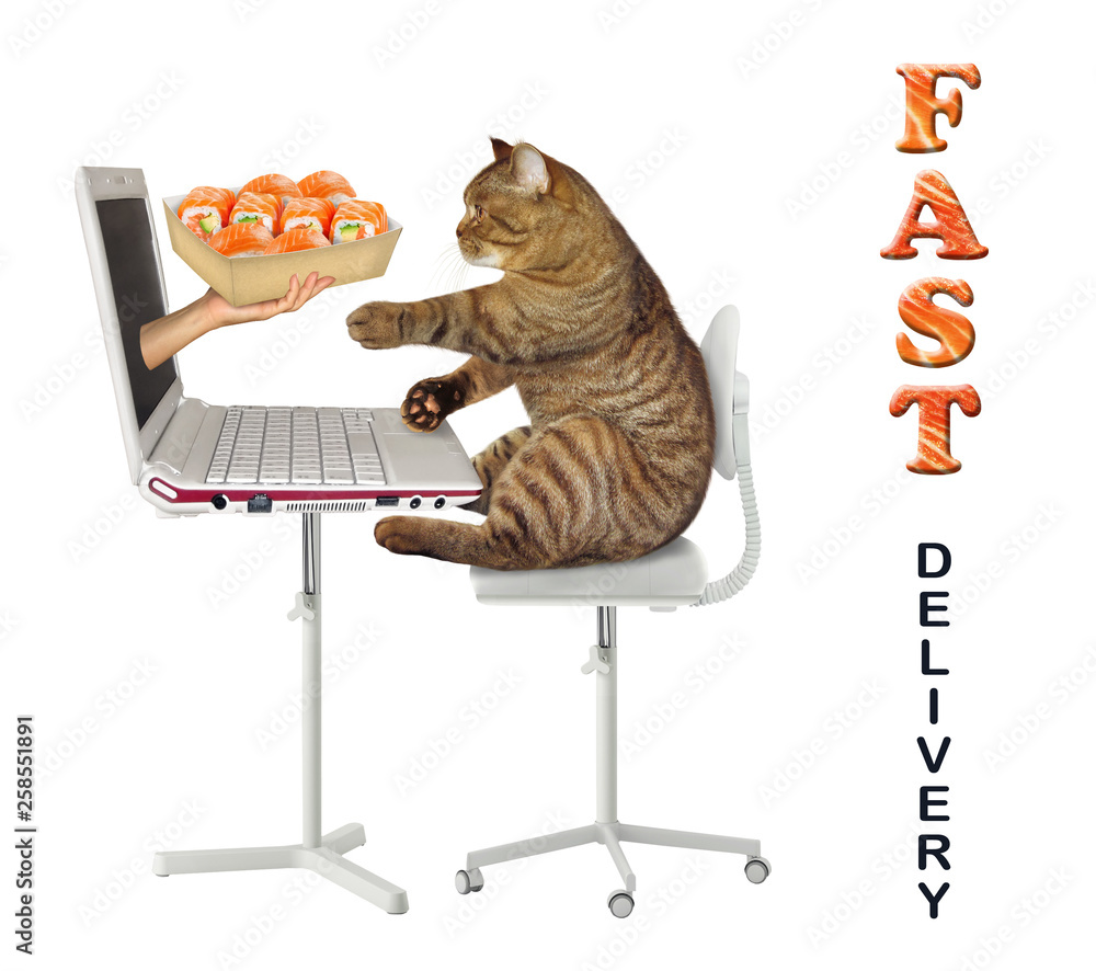 Cat ordering food best sale