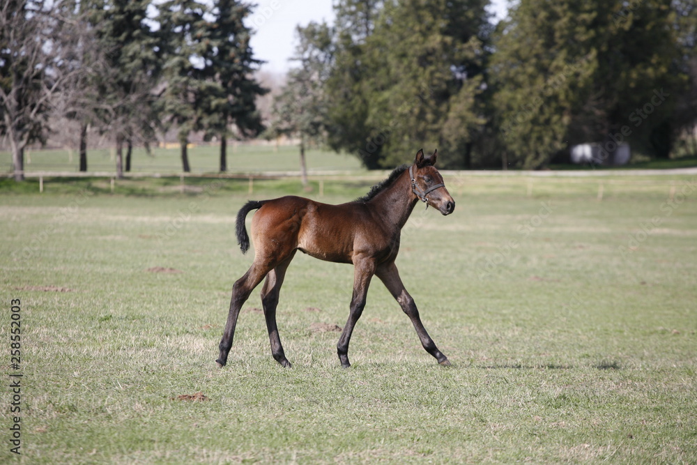 Fototapeta premium Young colt having fun in spring green field