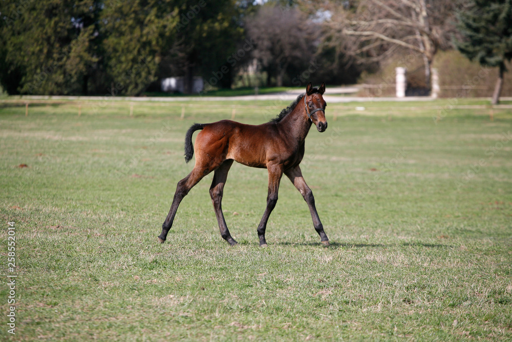 Young colt having fun in spring green field Young colt having fun in spring green field