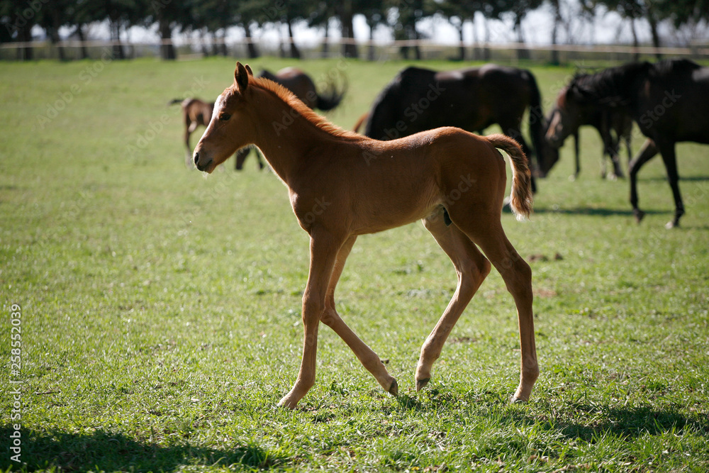 Fototapeta premium Young colt having fun in spring green field