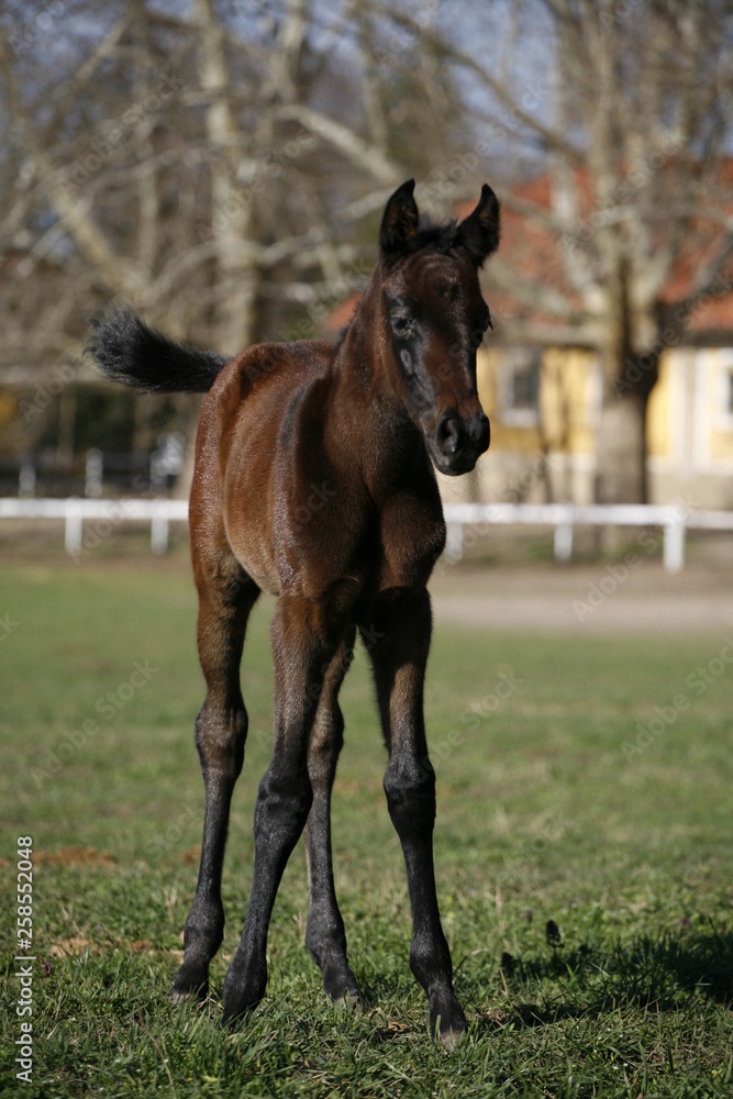 Fototapeta premium Young colt having fun in spring green field