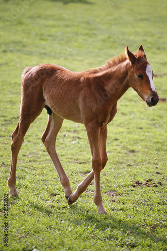Young colt having fun in spring green field © acceptfoto