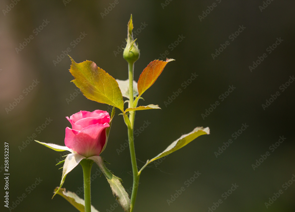 Pink rose flower with green leaf Pink rose flower with green leaf