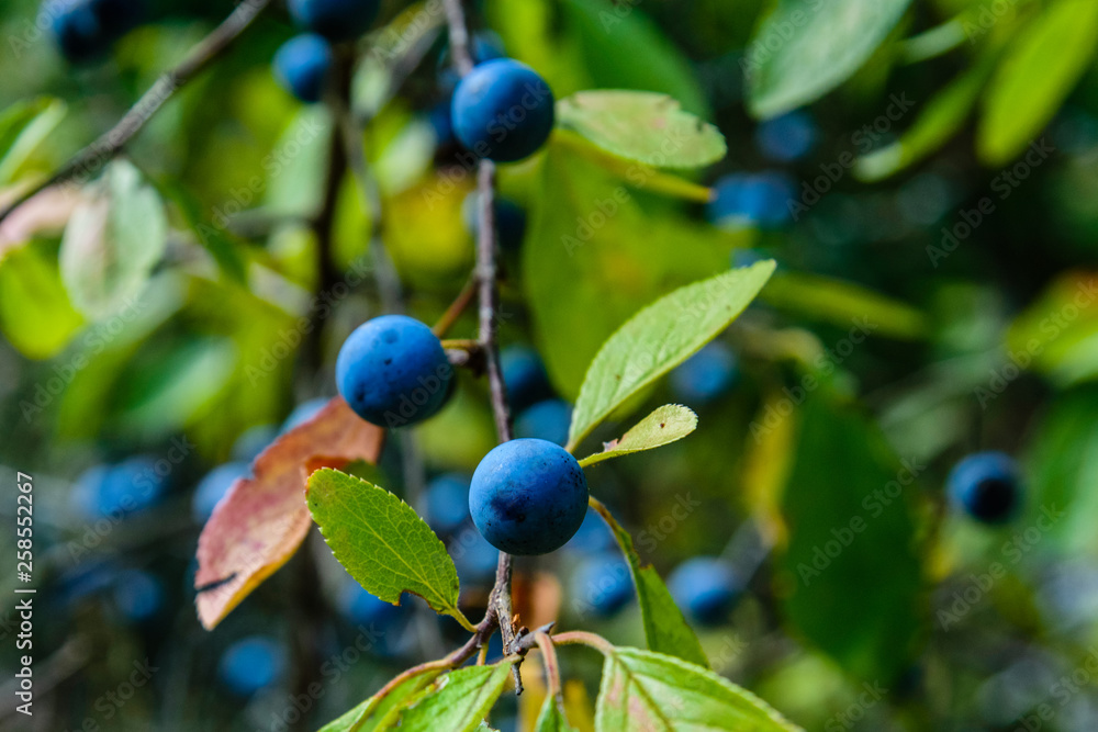 Berries of the blackthorn bush in forest on summer Berries of the blackthorn bush in forest on summer