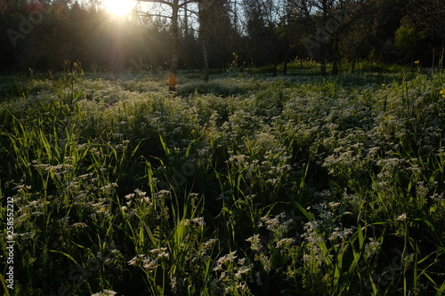 morning in the forest