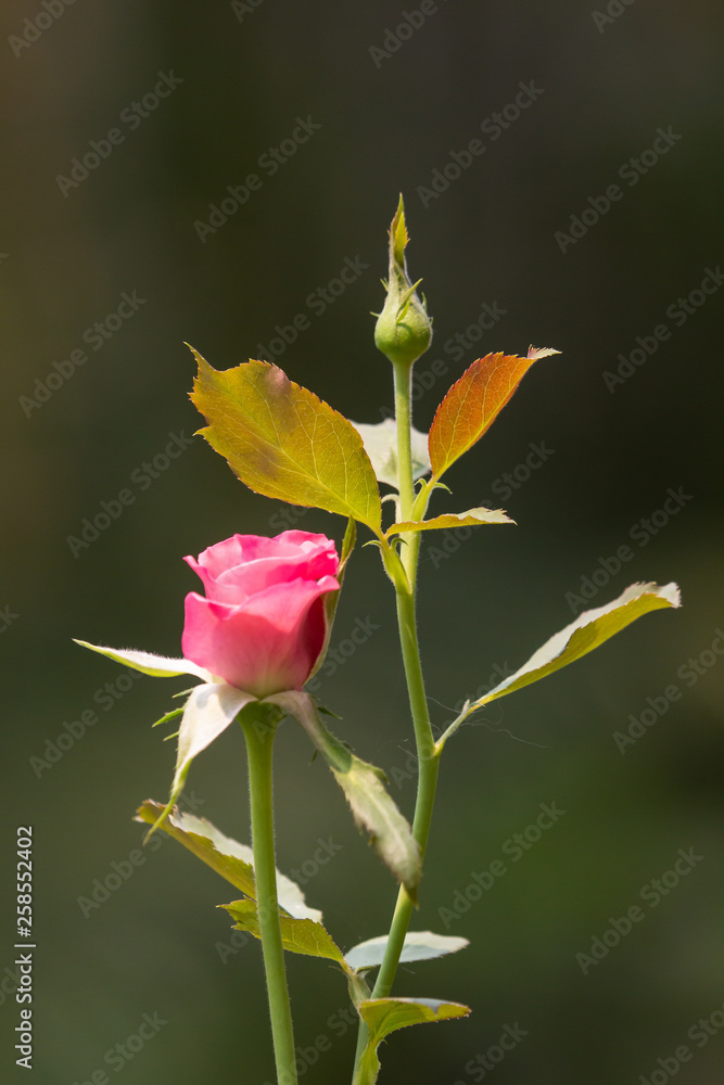 Pink  rose flower with green leaf