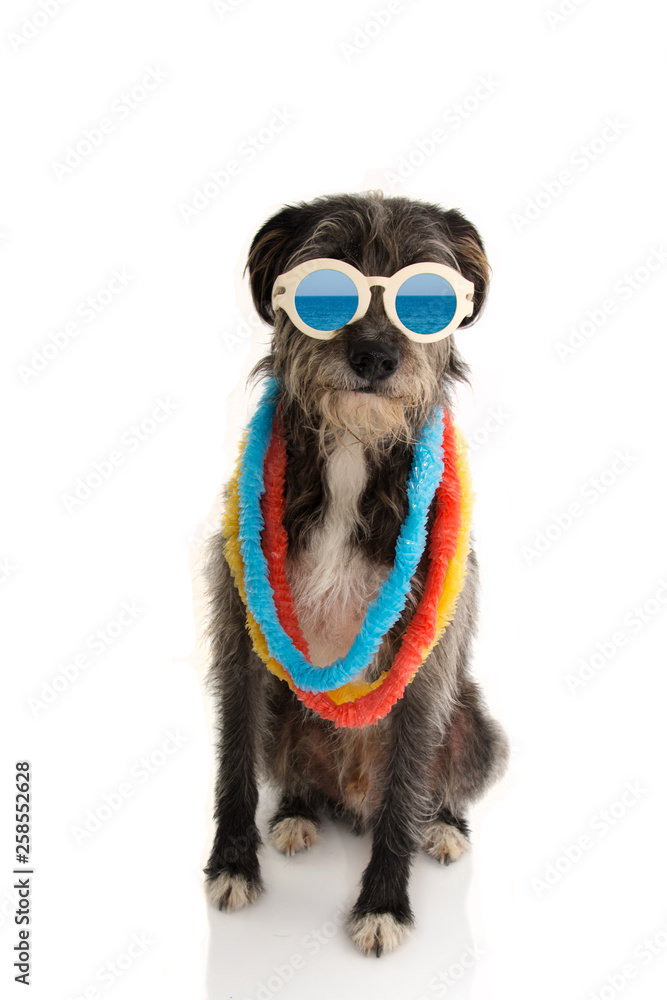 Fototapeta premium FASHION DOG READY FOR SUMMER VACATIONS HOLIDAYS AT THE BEACH WEARING VINTAGE SUNGLASSES AND HAWAII LEI. ISOLATED ON WHITE BACKGROUND.