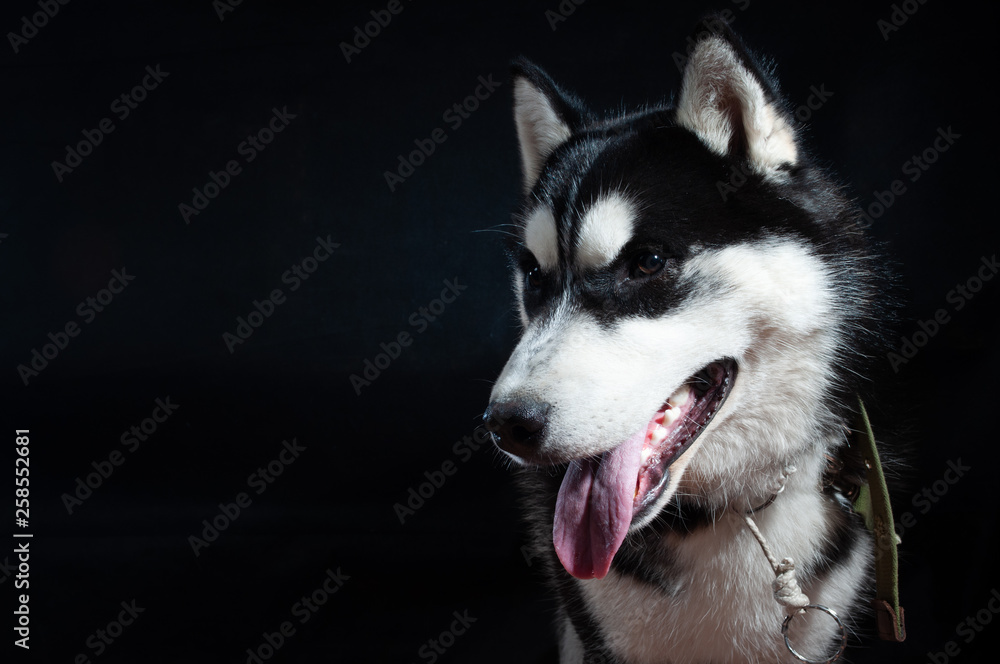 Fototapeta premium Portrait of a dog Siberian Husky in the studio