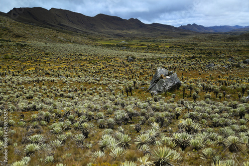 PARAMO DE SUMAPAZ-BOGOTA-COLOMBIA photo