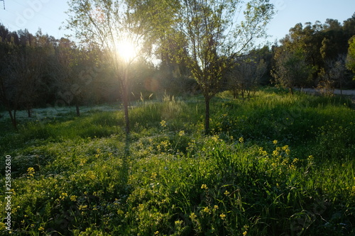 morning in the forest