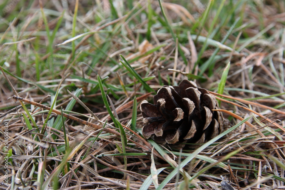 Pine cone on fallen needles among the first green grass Pine cone on fallen needles among the first green grass