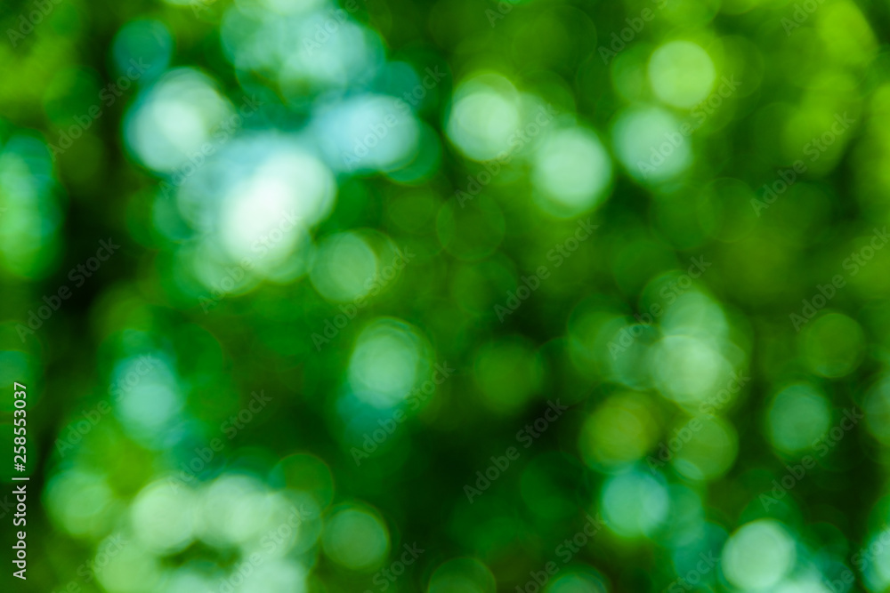 Obraz premium Defocused and blurred background. Green bokeh