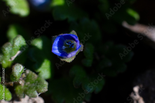 closeup of blue flower