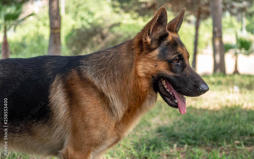 Dog german shepard Dog german shepard