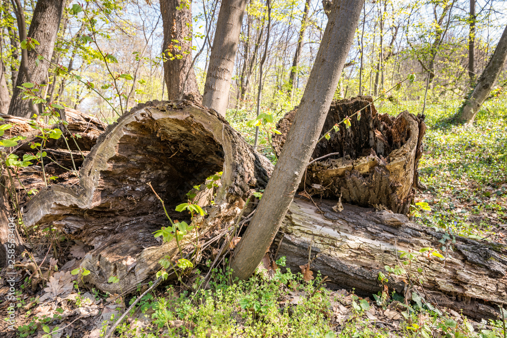 Pile of rotten stumps in the woodland forest covered with golden sunlight in early springtime in nature Pile of rotten stumps in the woodland forest covered with golden sunlight in early springtime in nature