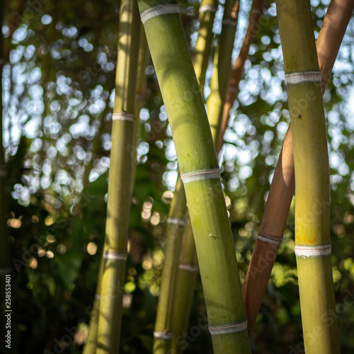 wild bamboo plant