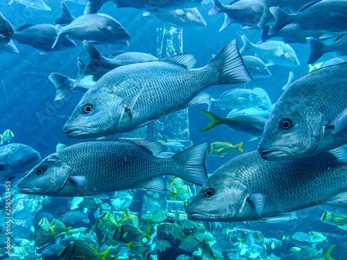 Fotografie School of Mutton Snapper