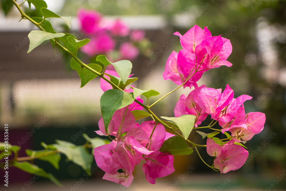 Obraz premium Pink Bougainvillea flower