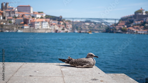 Sticker seagull laying on the floor by the sea in portugal