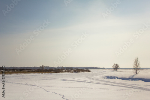 dry reeds and a few trees in the snowy desert with people's footprints © Pavel