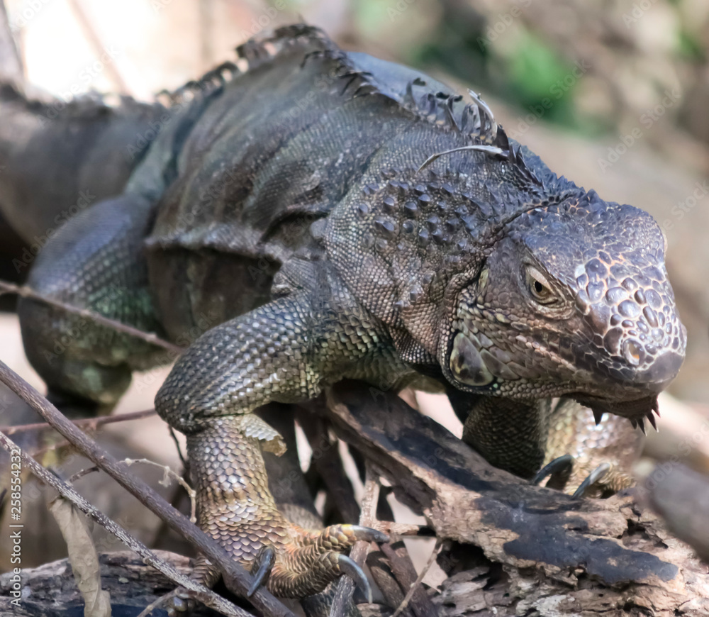 Fototapeta premium An Iguana Perches in a Snag