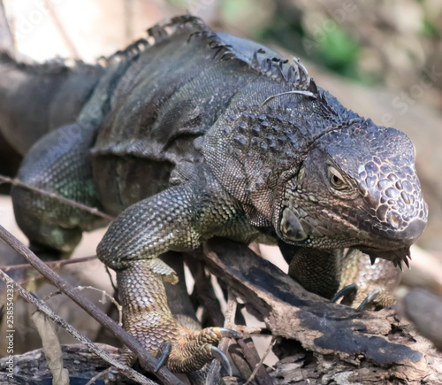 An Iguana Perches in a Snag