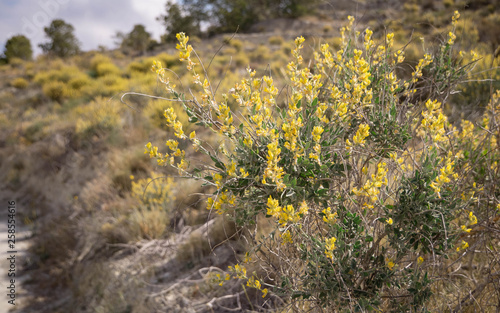 wild mountain plants with yellow flower