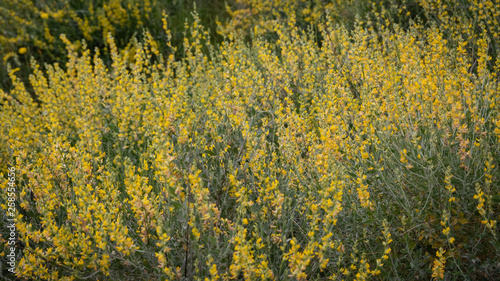 wild mountain plants with yellow flower