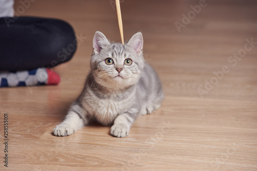 Grey kitten lured with wooden stick and ready to catch it.